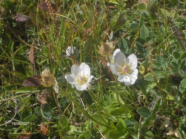 Parnassia palustris